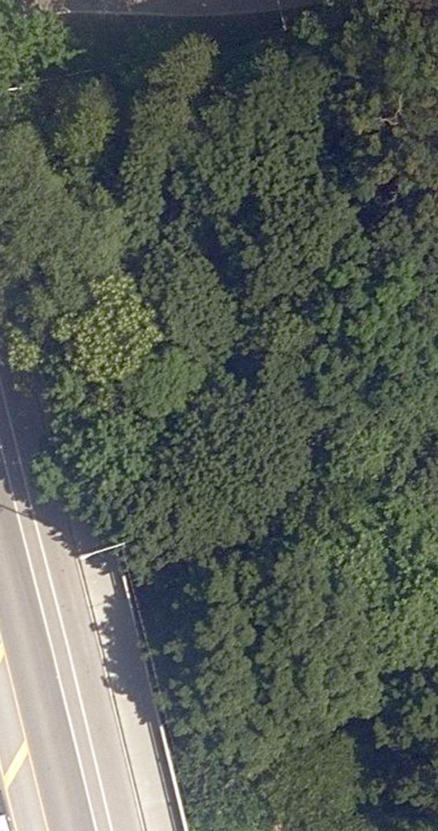 Rosedale Ravine Lands — site photograph