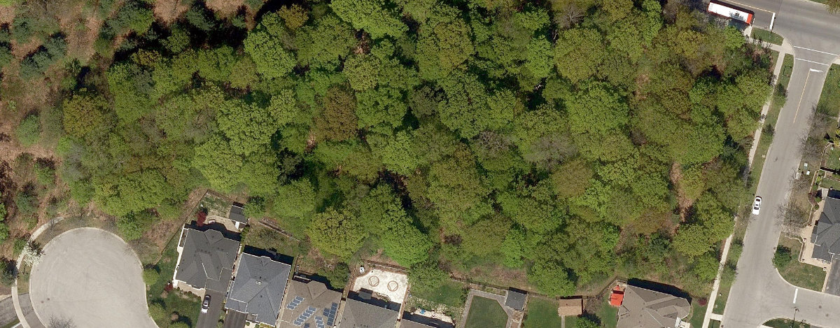 Staines Road Woodlot — site photograph