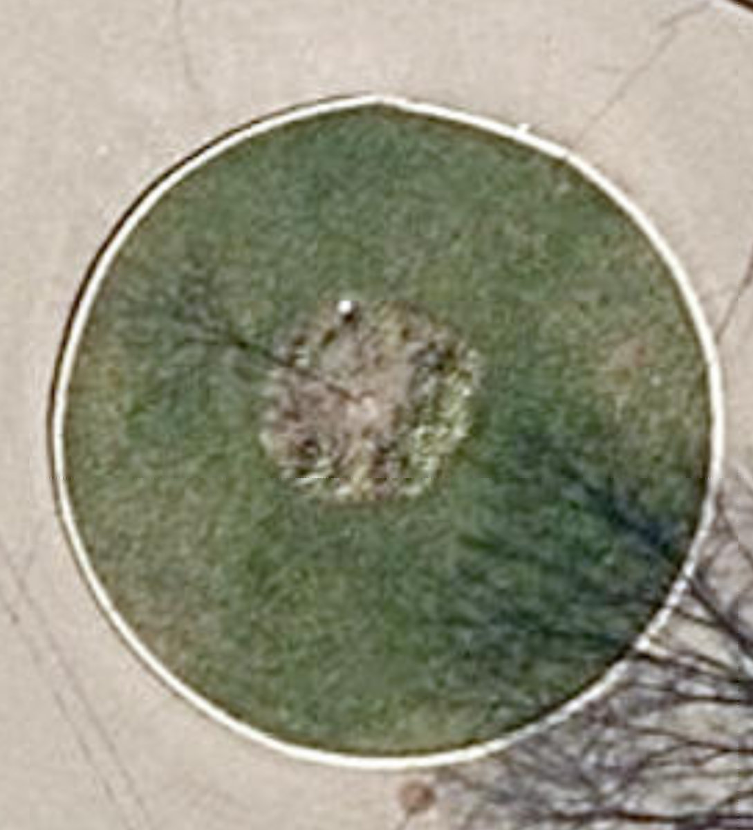 Orford Place Parkette — site photograph