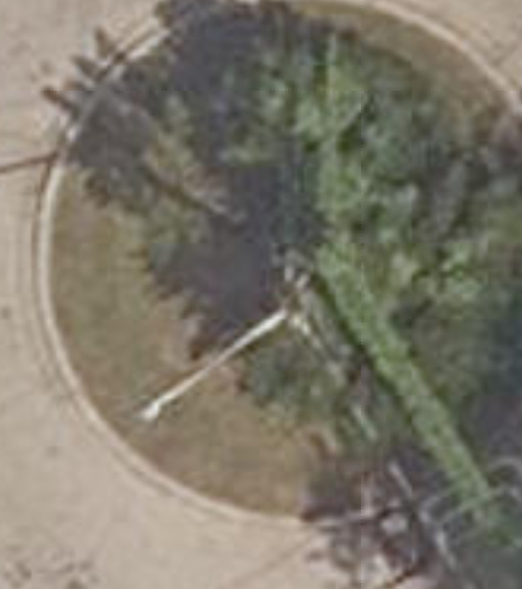 Easson Avenue Traffic Island — site photograph