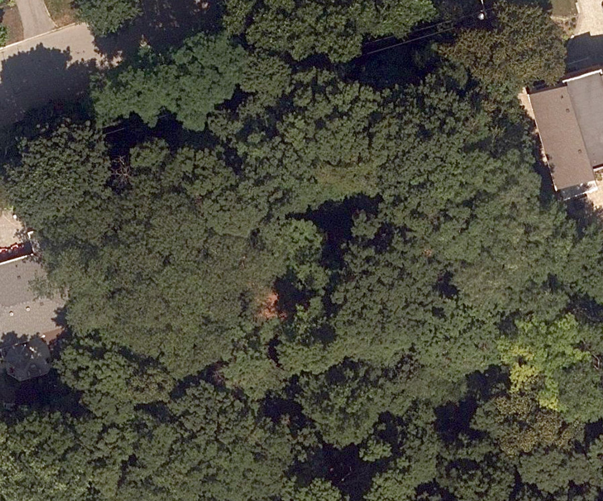 Gwendolen Avenue Woodlot — site photograph