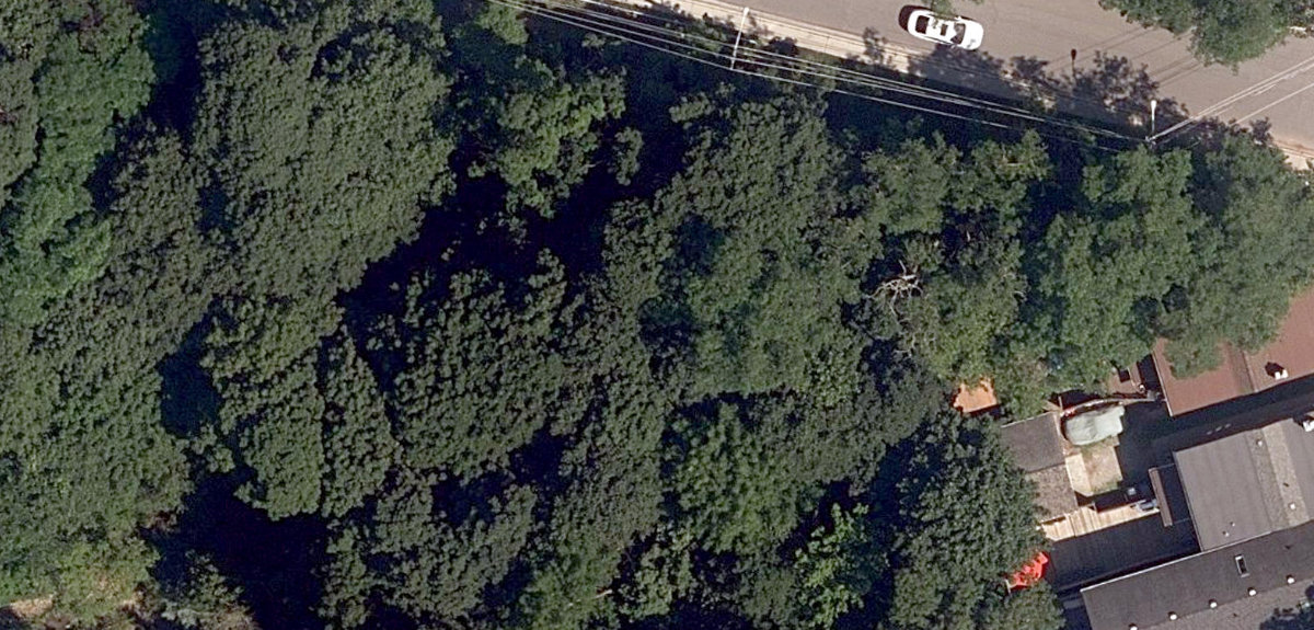 Bracken Avenue Woodlot — site photograph