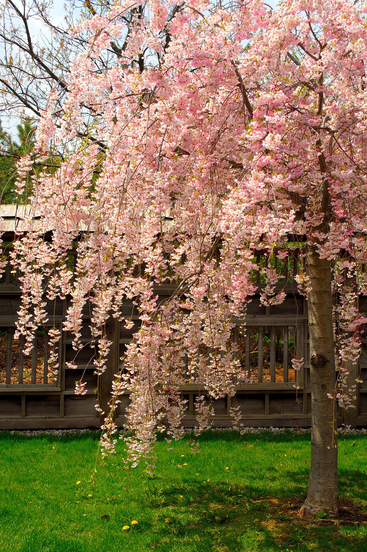 Kariya Park, site photograph