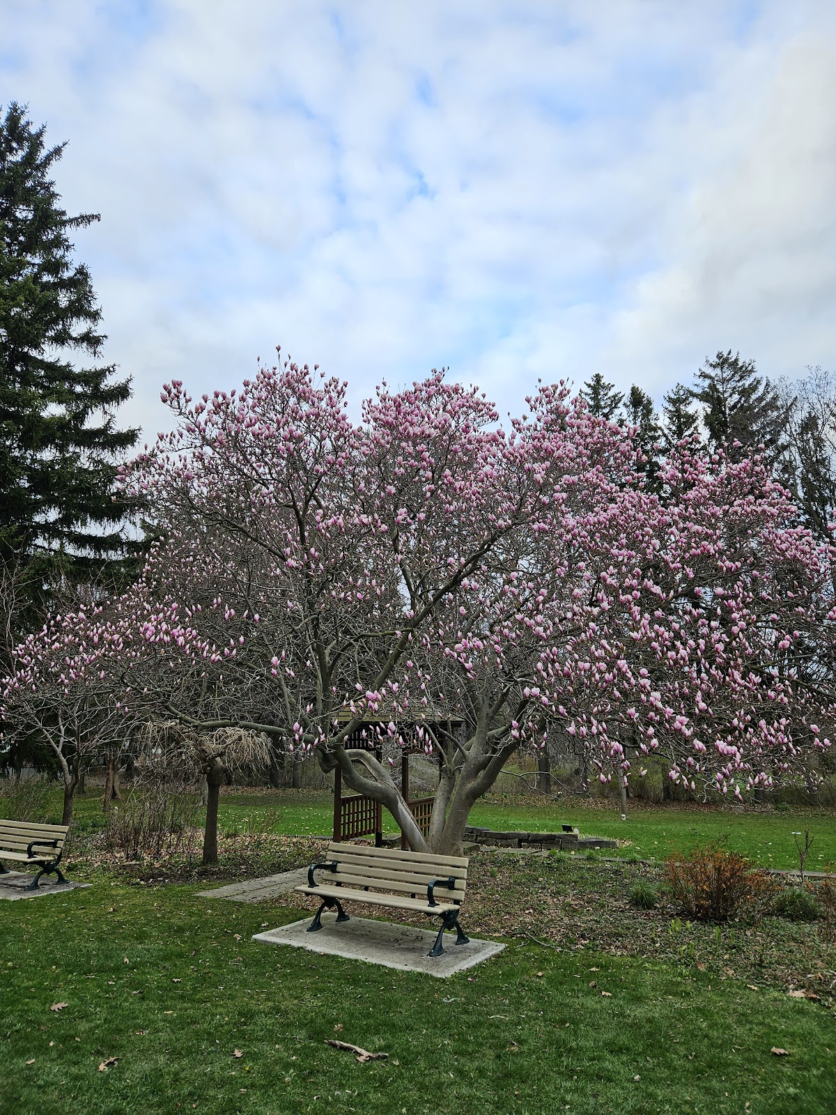Cedar Ridge Park — site photograph