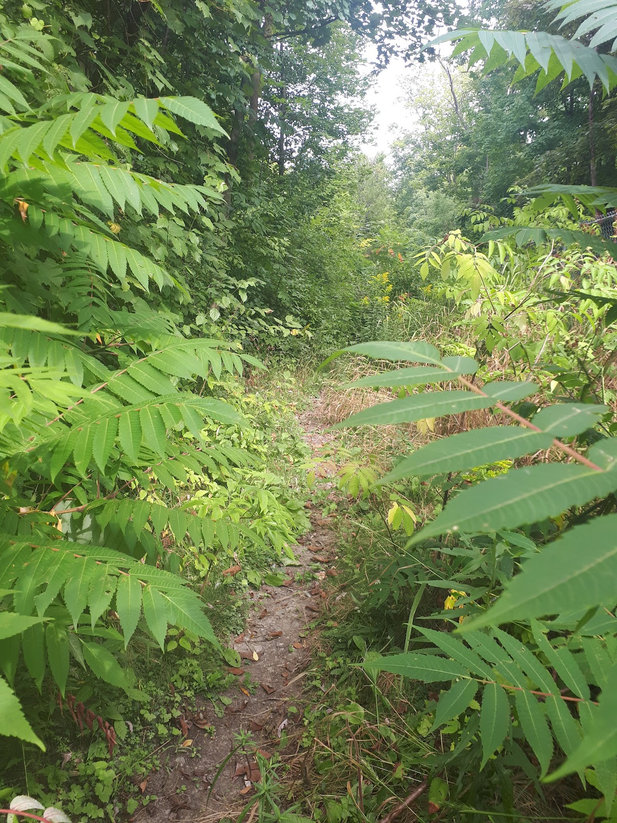 Douglas B. Ford Park — site photograph