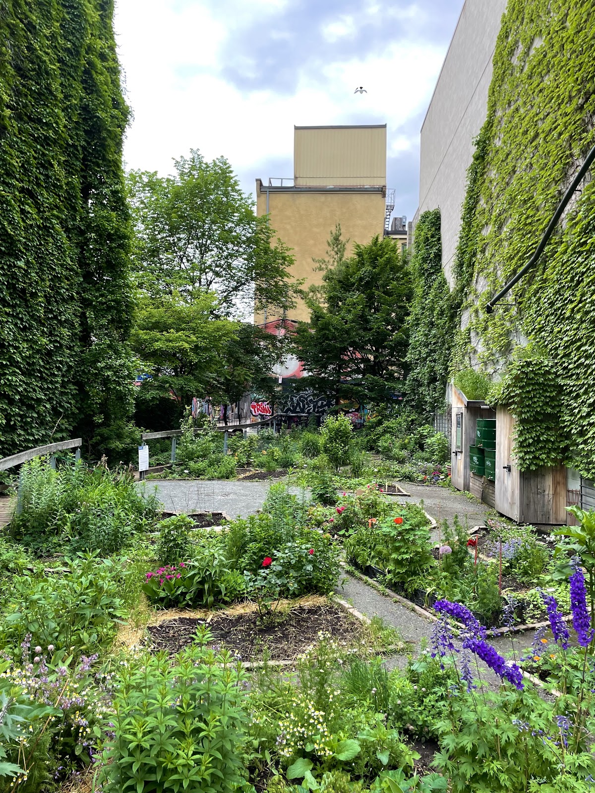 ALEX WILSON COMMUNITY GARDEN - Open Green Space — site photograph