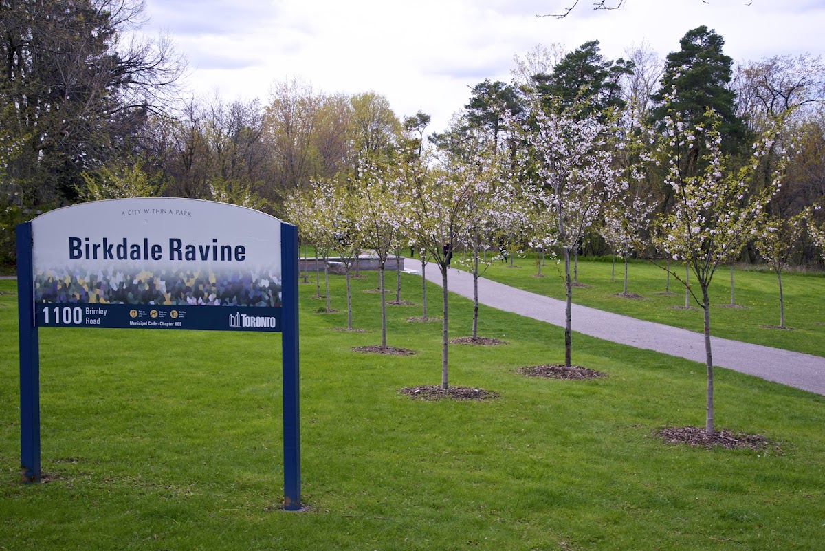 Amberdale Ravine Park — site photograph