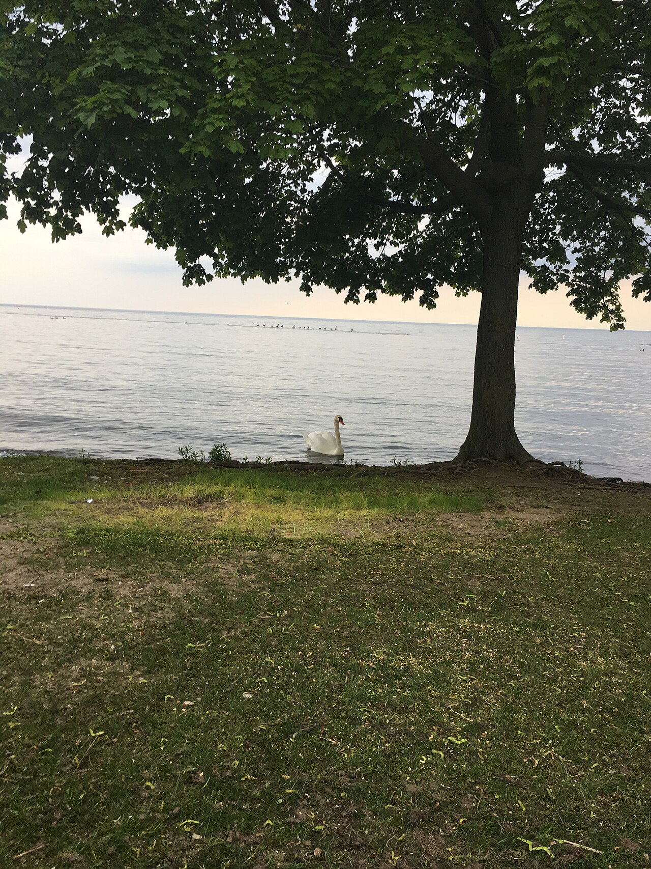 Budapest Park, site photograph